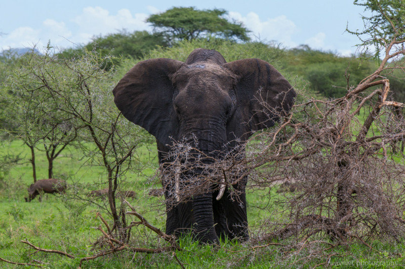 The most spectacular feature of Tarangire is its largest population of elephants