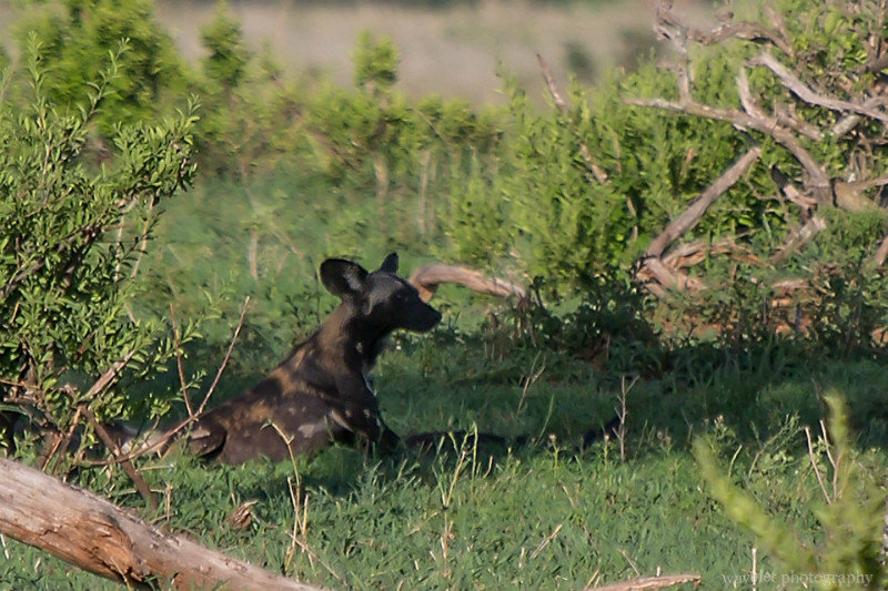 A pair of very rare African Hunting Dogs