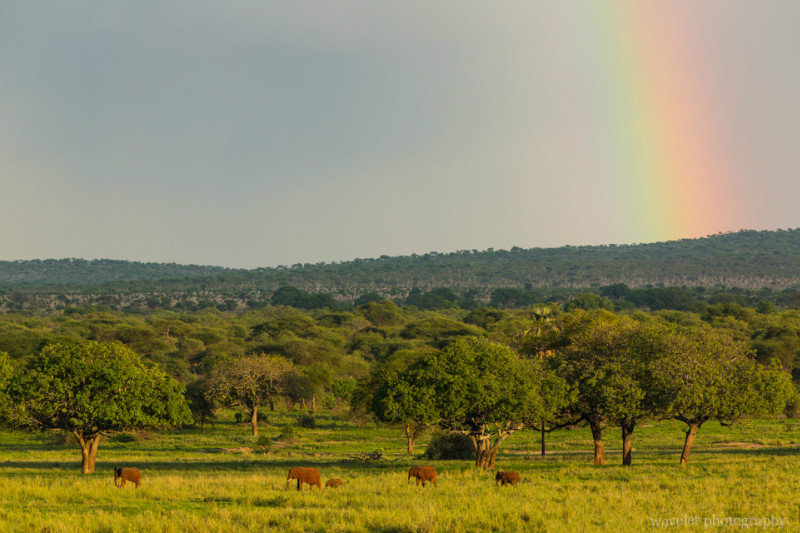 Elephants walking under the rainbow