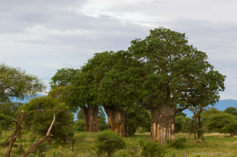 Baobab Trees in Tarangire National Park