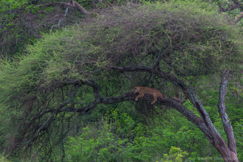 A lion lying on the tree near the picnic area