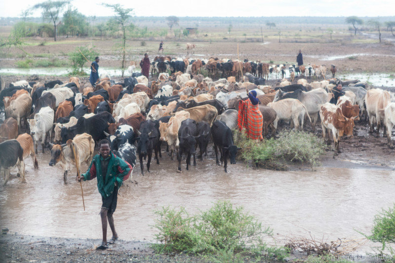 Maasai herders, on the way to Tarangire from Arusha
