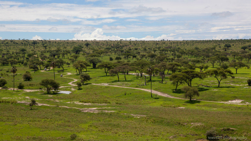 Landscape of Tarangire National Park