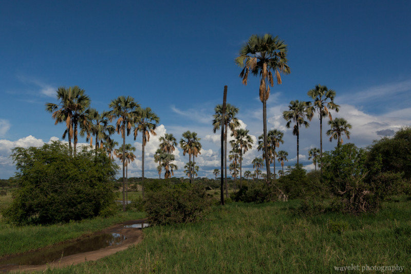 Palm trees by the Tarangire River