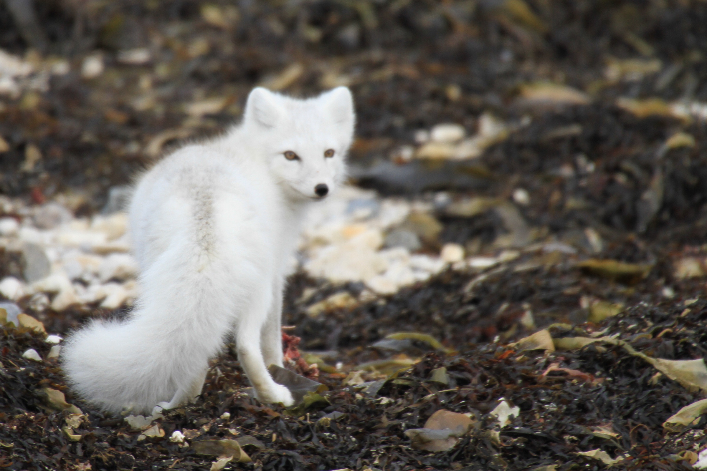 camouflaged-arctic-fox-photo