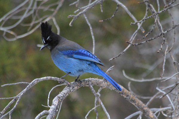 Blue Jay in Rocky Mountain NP
