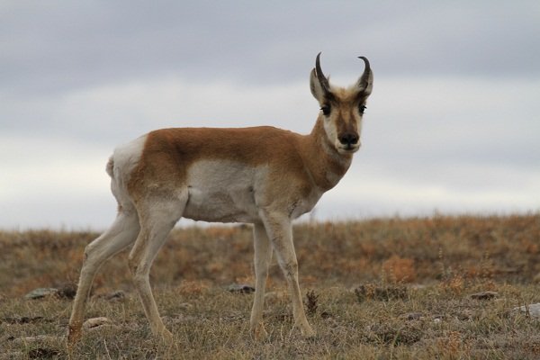 Pronghorn-Wind Cave NP