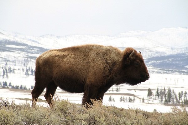 Bison-Yellowstone NP