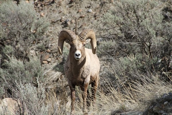 Long horn sheep-Yellowstone
