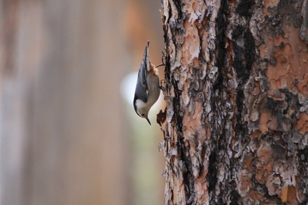 Mini woodpecker