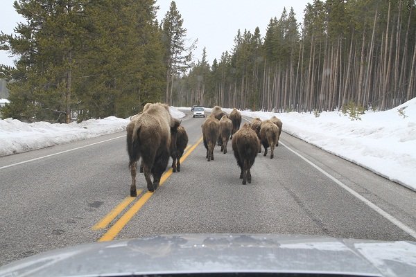 Yellowstone rush-hour