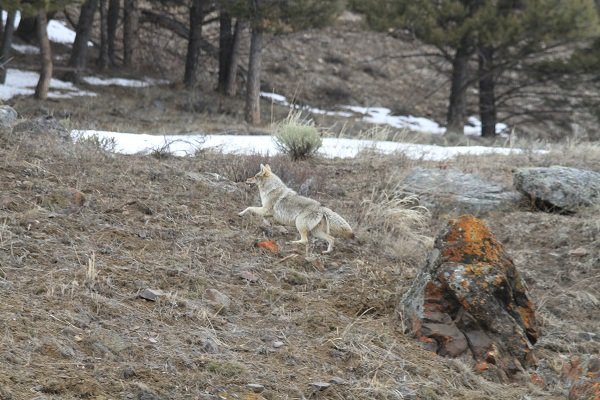Coyote looking for the Roadrunner