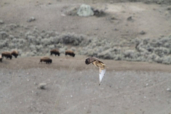 Prairie Falcon on the hunt
