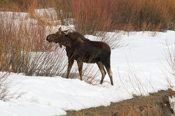 Grand Teton - Moose