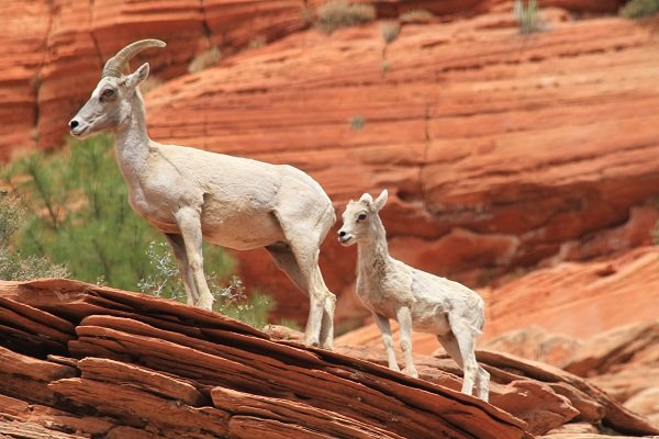 Desert Big Horn Sheep - Zion Canyon