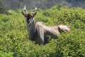 Eland The biggest antelope in africa