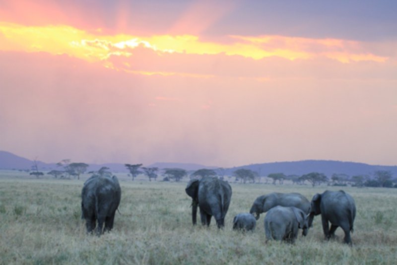 Sunset Serengeti style