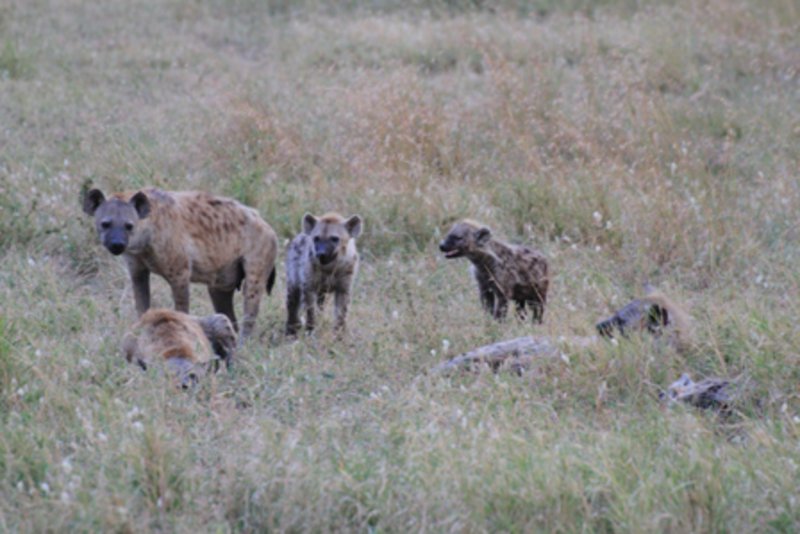 Hyena family