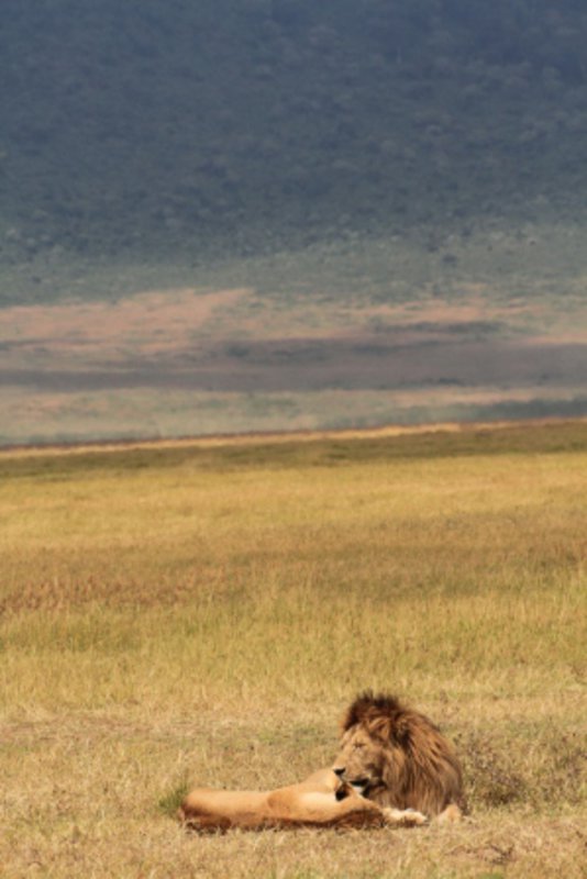 Lions in Ngorongoro