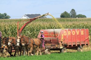 Cutting corn for feed