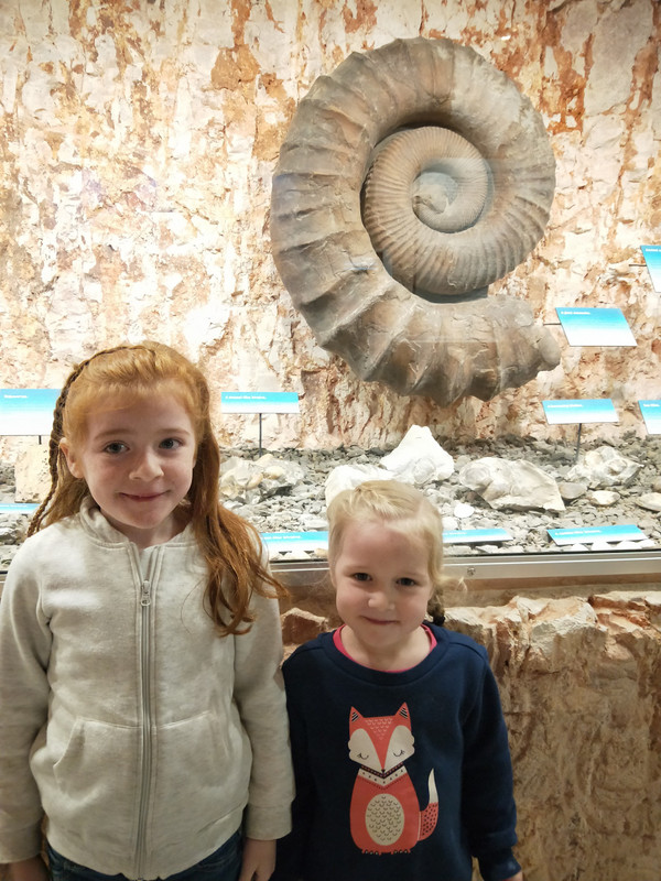 Giant ammonite