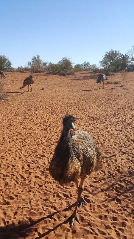Erlunda Emu Farm