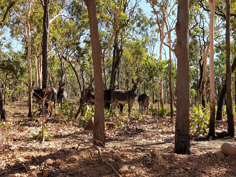 Donkeys in Kakadu National Park