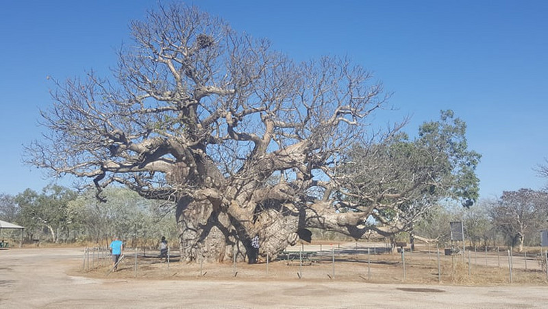 Massive Boab Tree