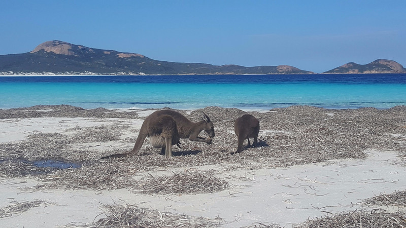 Kangaroos at Lucky Bay