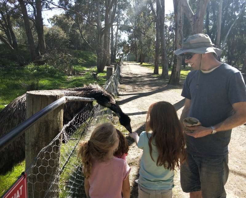 Feeding the emu