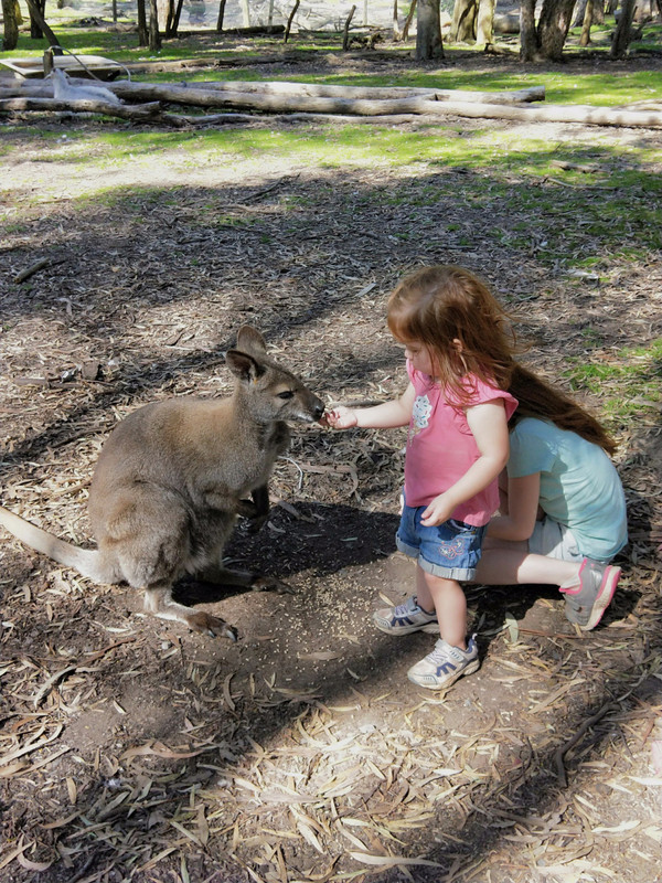 Little kangaroo