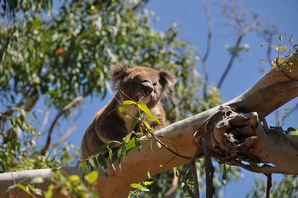 Koala at Cape Otway