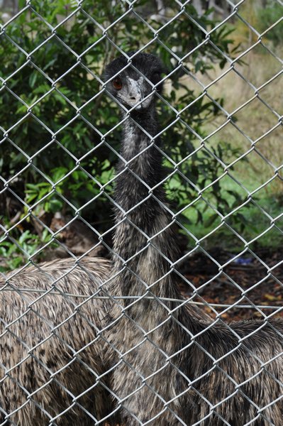 Emu at Portland Fauna Park