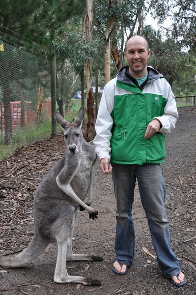 Western Kangaroo