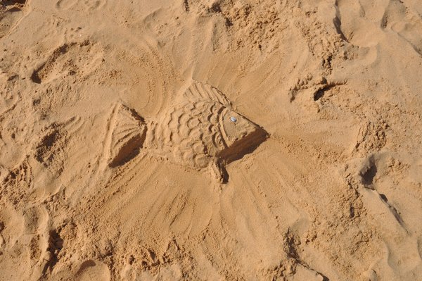 Sand fish