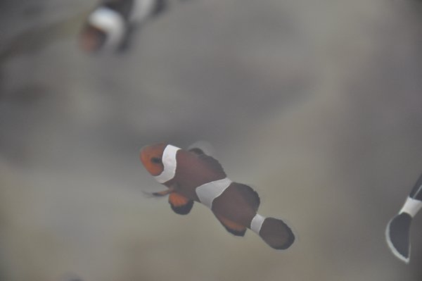 Clownfish (Nemo's)