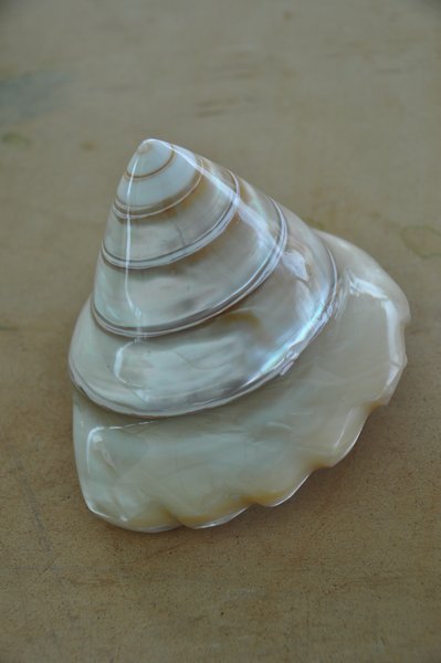 Trochus Shell
