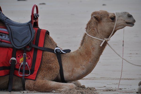 Camel (Ships of the Desert)