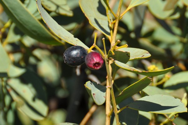 Bush plum (Arnguli)