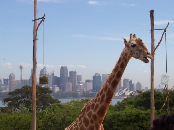 A giraffe with the best view of the city
