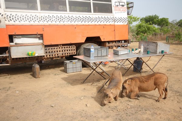Warthogs by the Truck, Mole