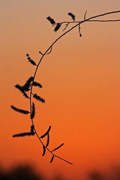 Sunset Branch