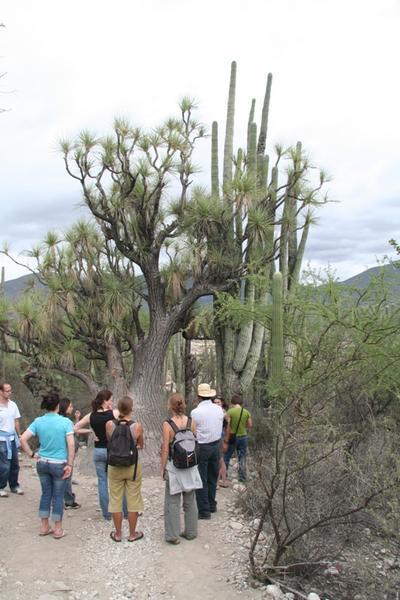 The 1000 year old Cactus