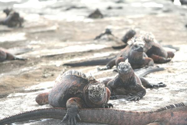 A pack of Iguanas