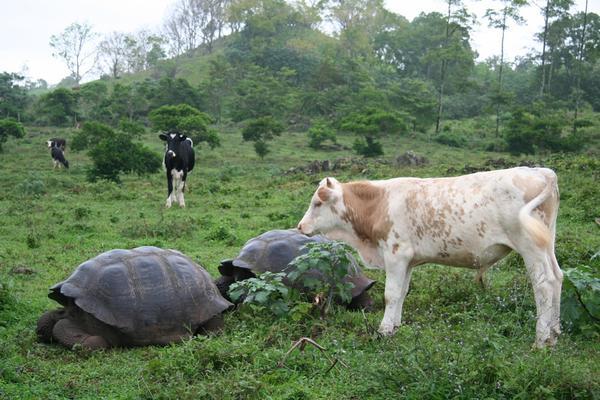Giant Tortoise meets Giant Cow