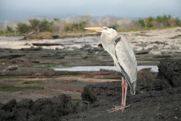 The Galapagos Heron