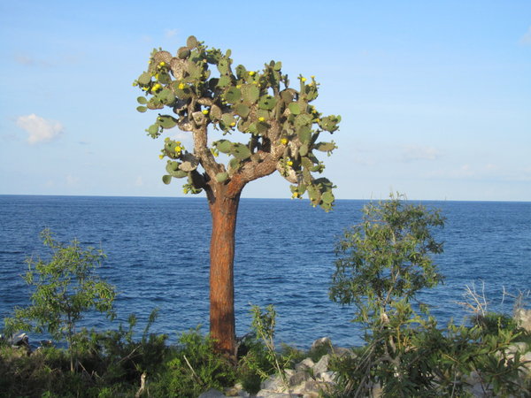 Barrington Cactus Tree (Tortoise Evadus)