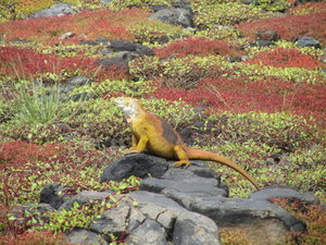 Land Iguana and colorful plants