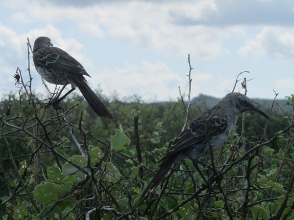 Galapagos Mocking Birds