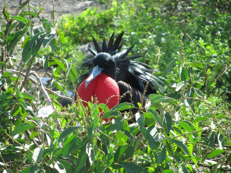 There were Frigate birds everywhere